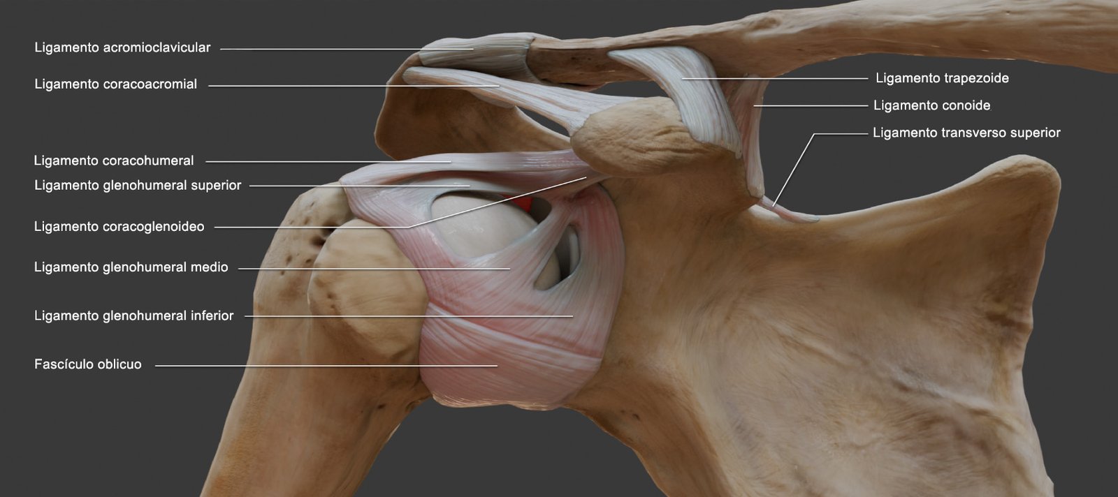 ligamentos del hombro